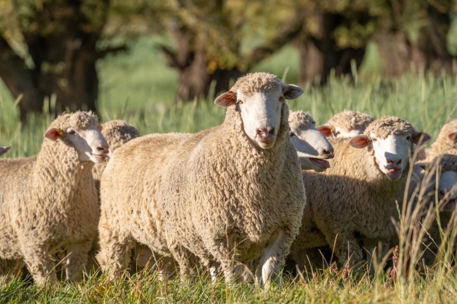 0 Bedroom Property for Sale in Barkly East Rural Eastern Cape